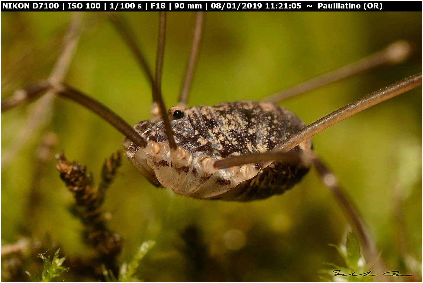 ♀ Nelima doriae (Sclerosomatidae)